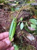 Image of Pleurothallis dibolia Luer