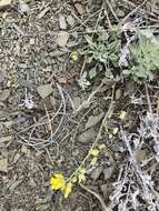 Image of Rogers Pass bladderpod
