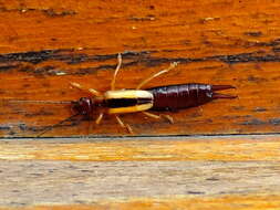 Image of Lined Earwig