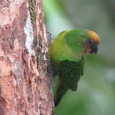 Image of Yellow-capped Pygmy Parrot