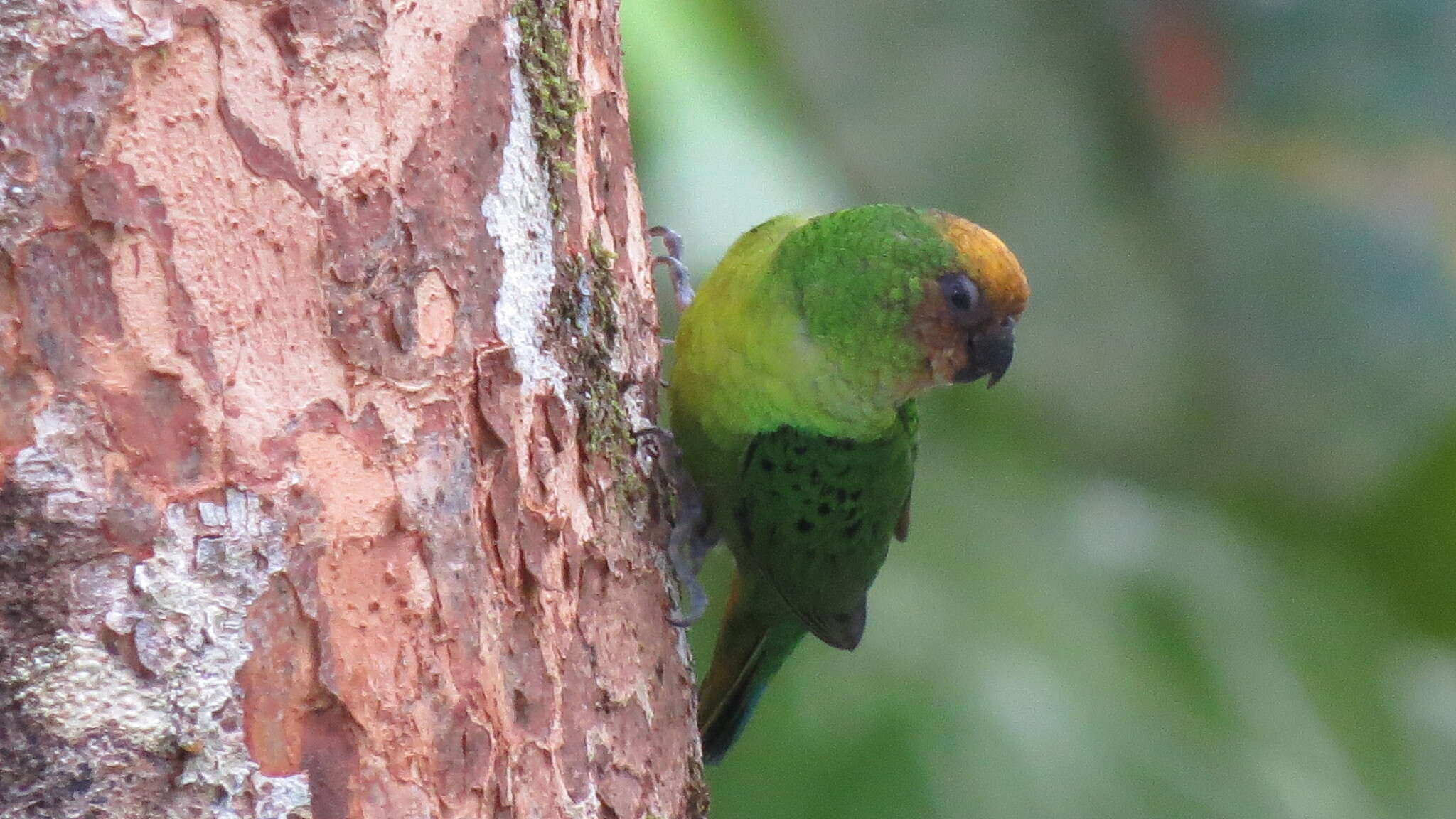 Image of Yellow-capped Pygmy Parrot