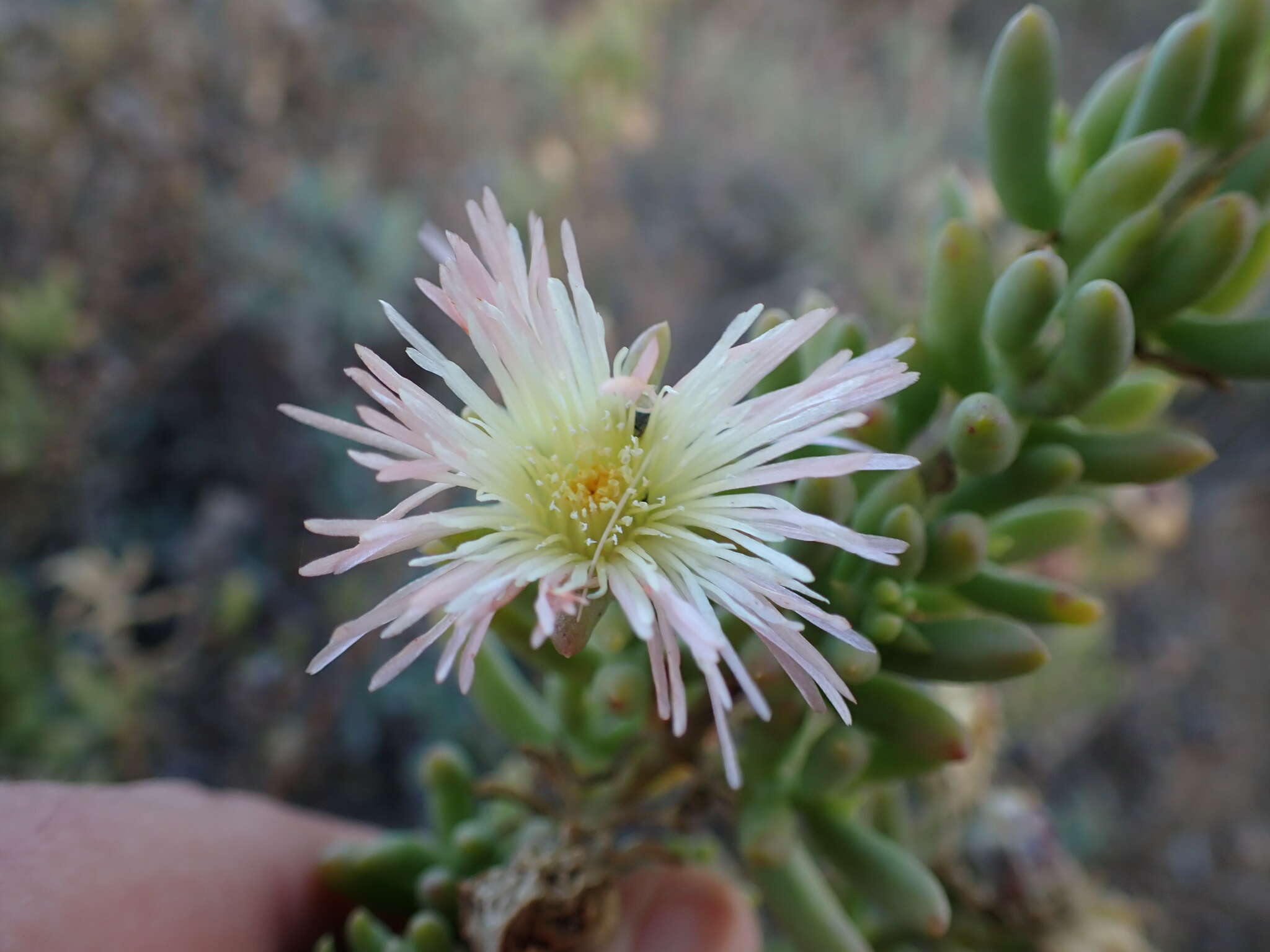 Image of Mesembryanthemum splendens subsp. pentagonum (L. Bol.) Klak