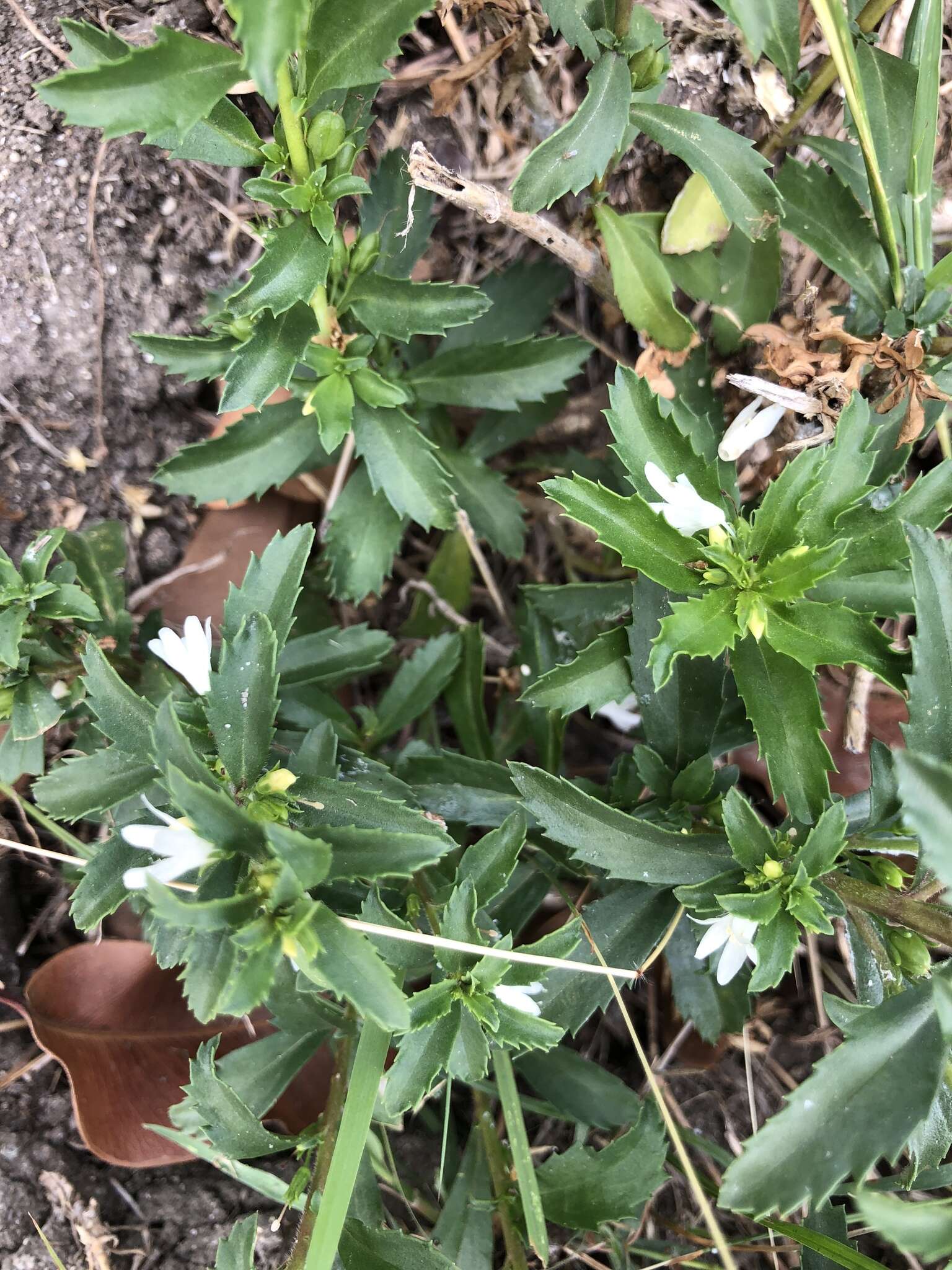 Image of Goatweed