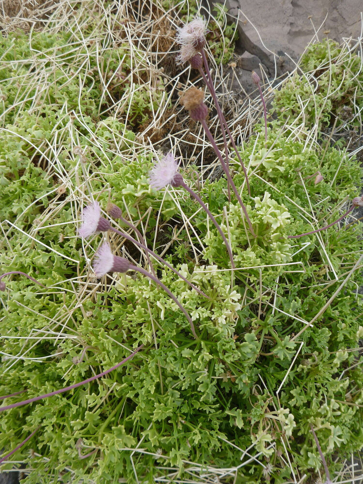 Image of Hofmeisteria fasciculata (Benth.) Walp.