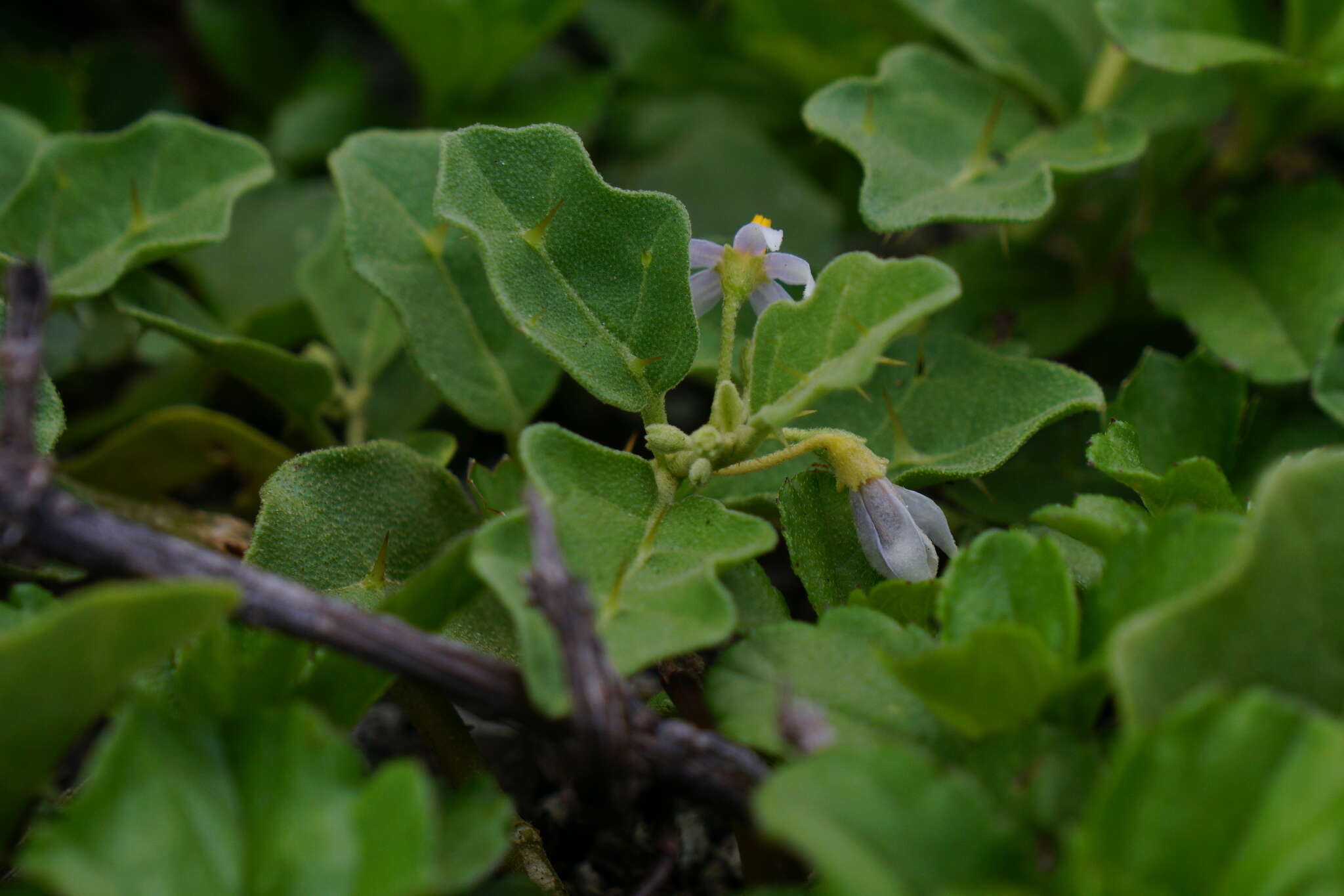 Слика од Solanum miyakojimense T. Yamazaki & A. Takushi