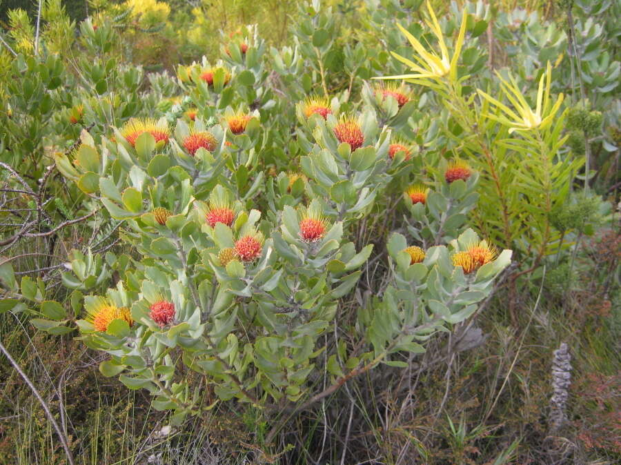 Image of Leucospermum mundii Meissn.