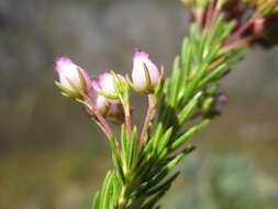 صورة Erica phillipsii L. Bolus