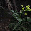 Sivun Villasenoria orcuttii (Greenm.) B. L. Clark kuva