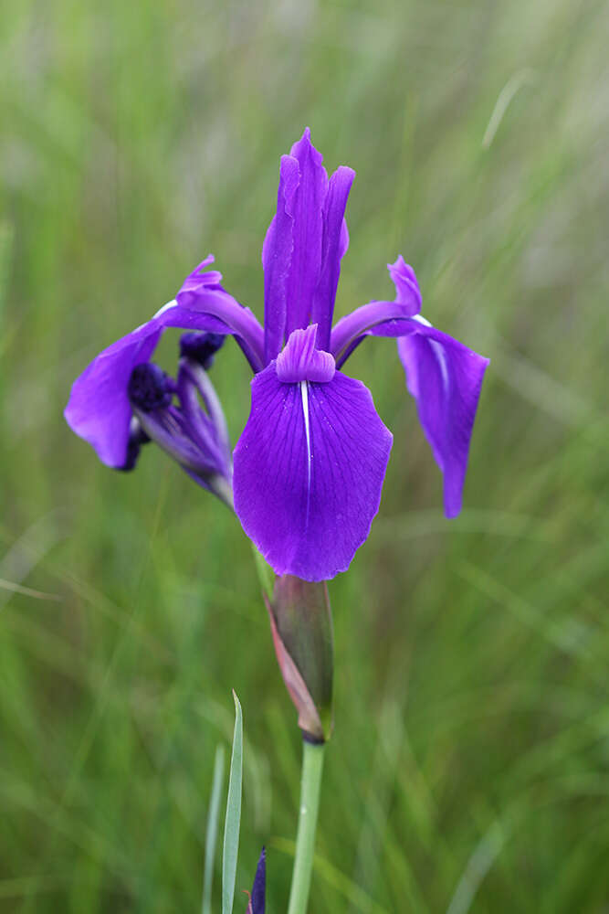 Слика од Iris laevigata Fisch.