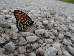 Image de Speyeria idalia Drury 1773