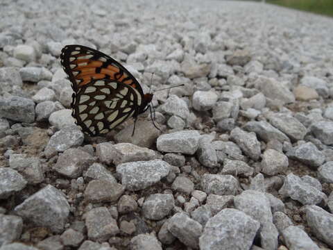 Image of Regal Fritillary