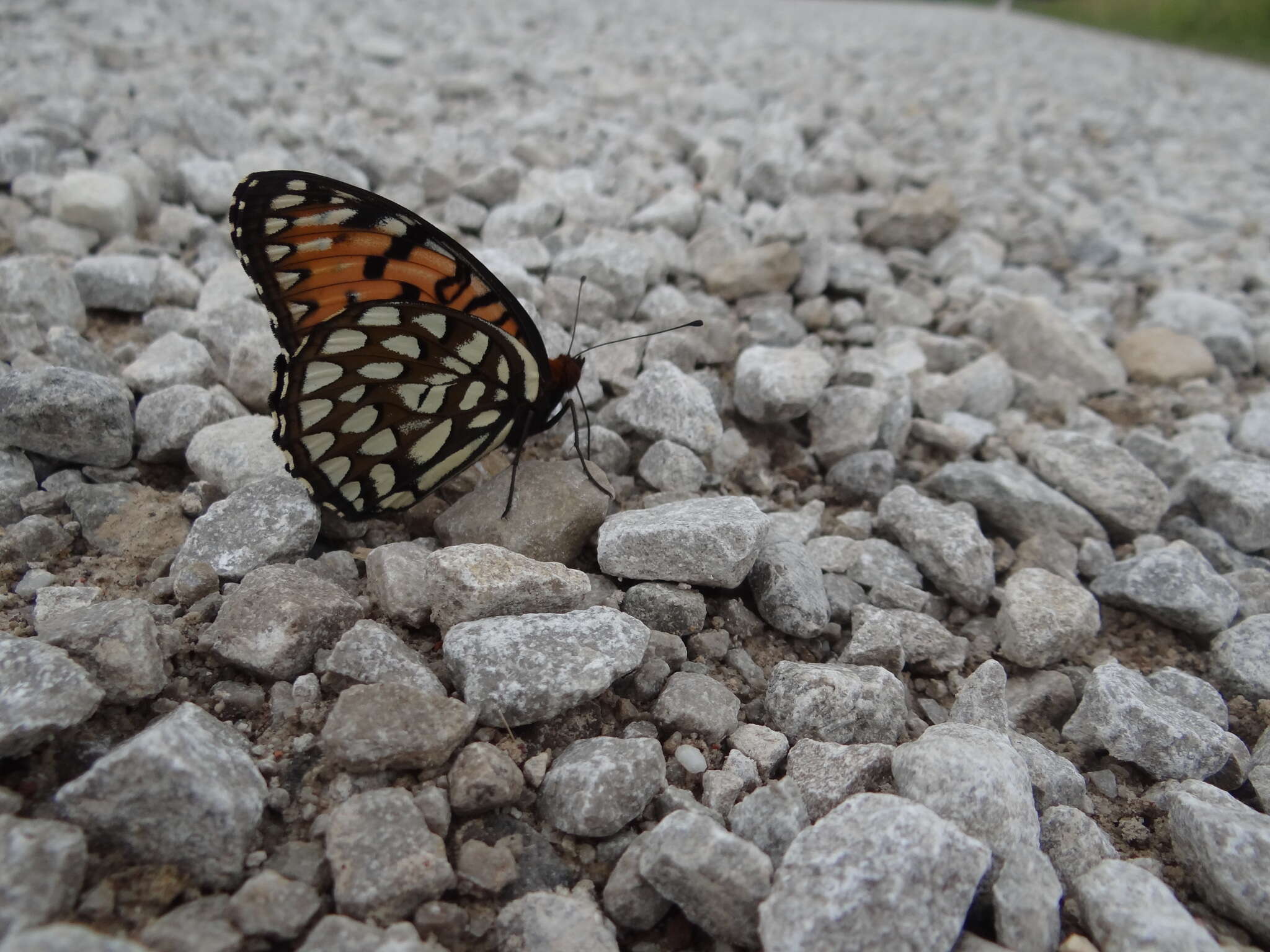 Image de Speyeria idalia Drury 1773