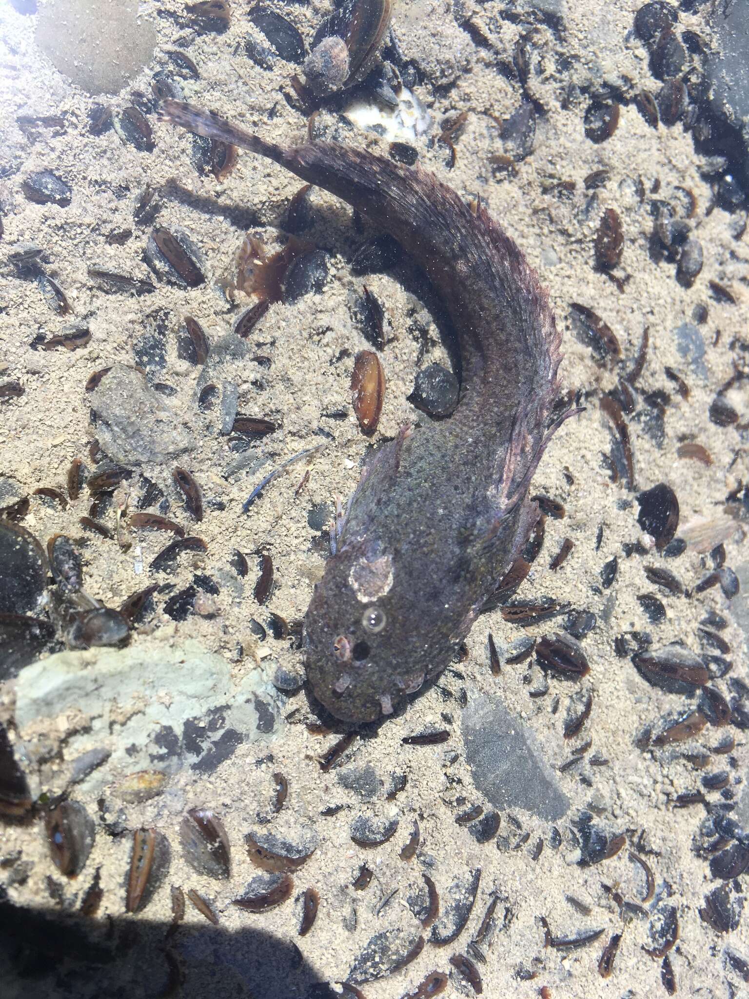 Image of Atlantic seasnail