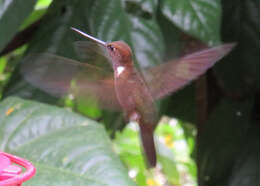 Image of Brown Inca