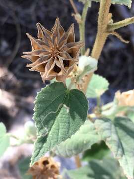 Image of shrubby Indian mallow