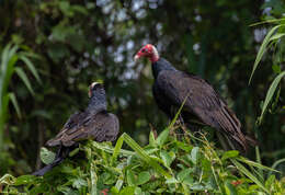 Image of Cathartes aura ruficollis Spix 1824