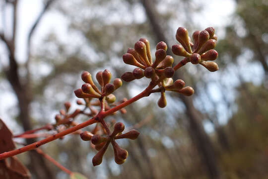 Image of broadleaf peppermint gum