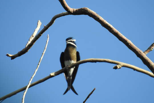 Image of Whiskered Treeswift