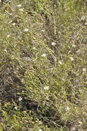 Image of Gutierrezia gilliesii Griseb.