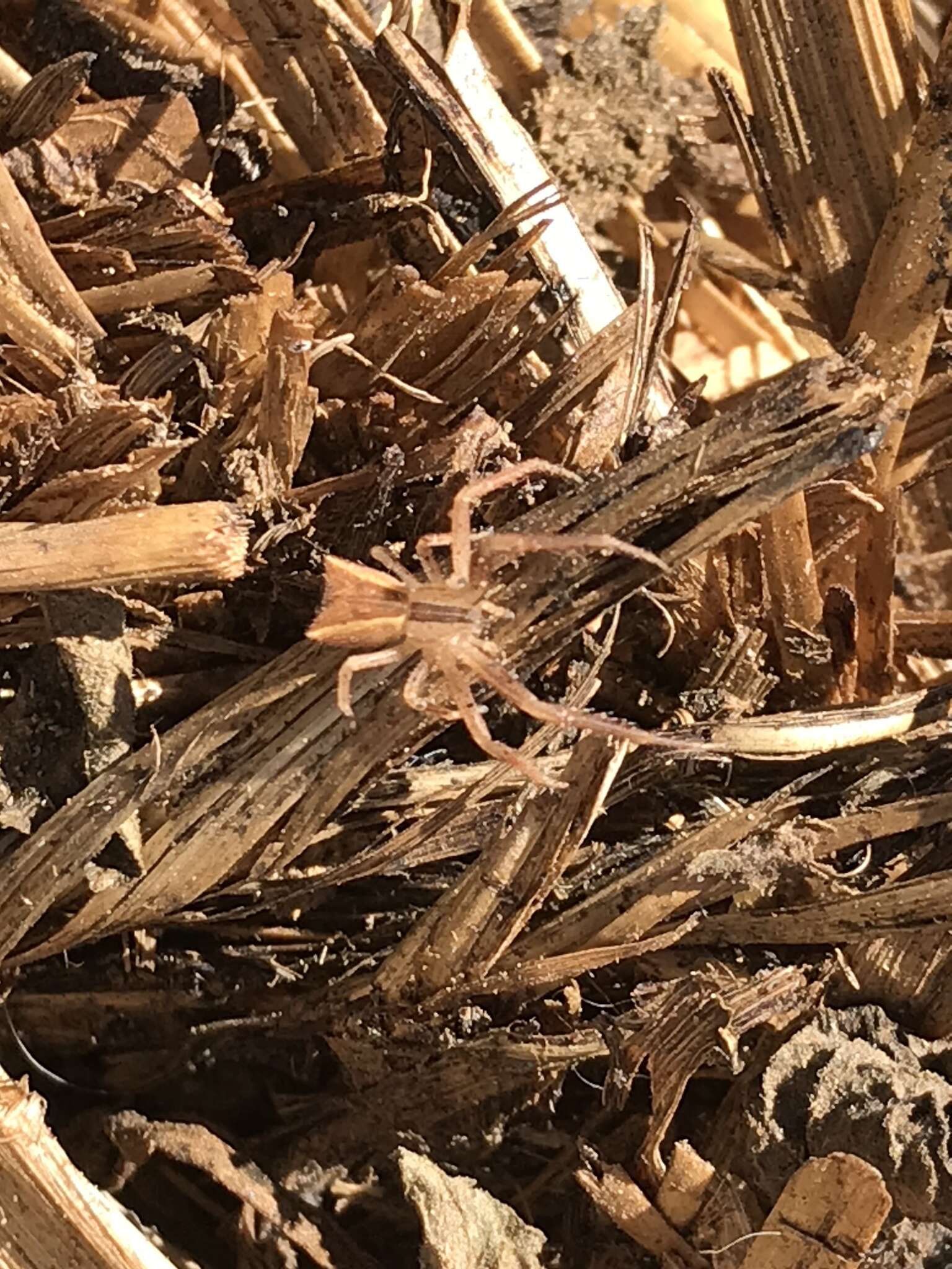 Слика од Sidymella longipes (L. Koch 1874)