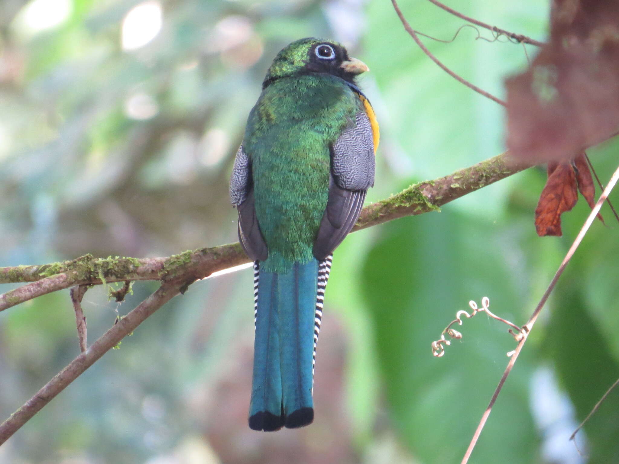 Image of Black-throated Trogon