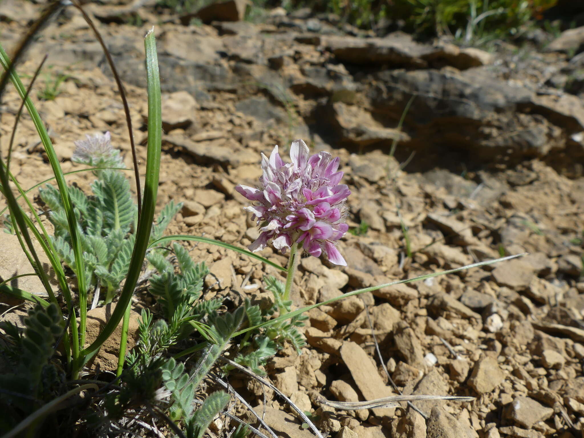 Image of Mountain Kidney Vetch