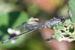 Image of Purple Bluet