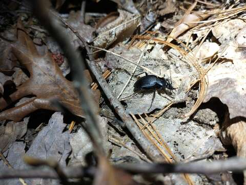 Image of Carabus (Carabus) goryi Dejean 1831