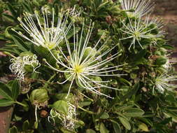 Image of Bush Maerua