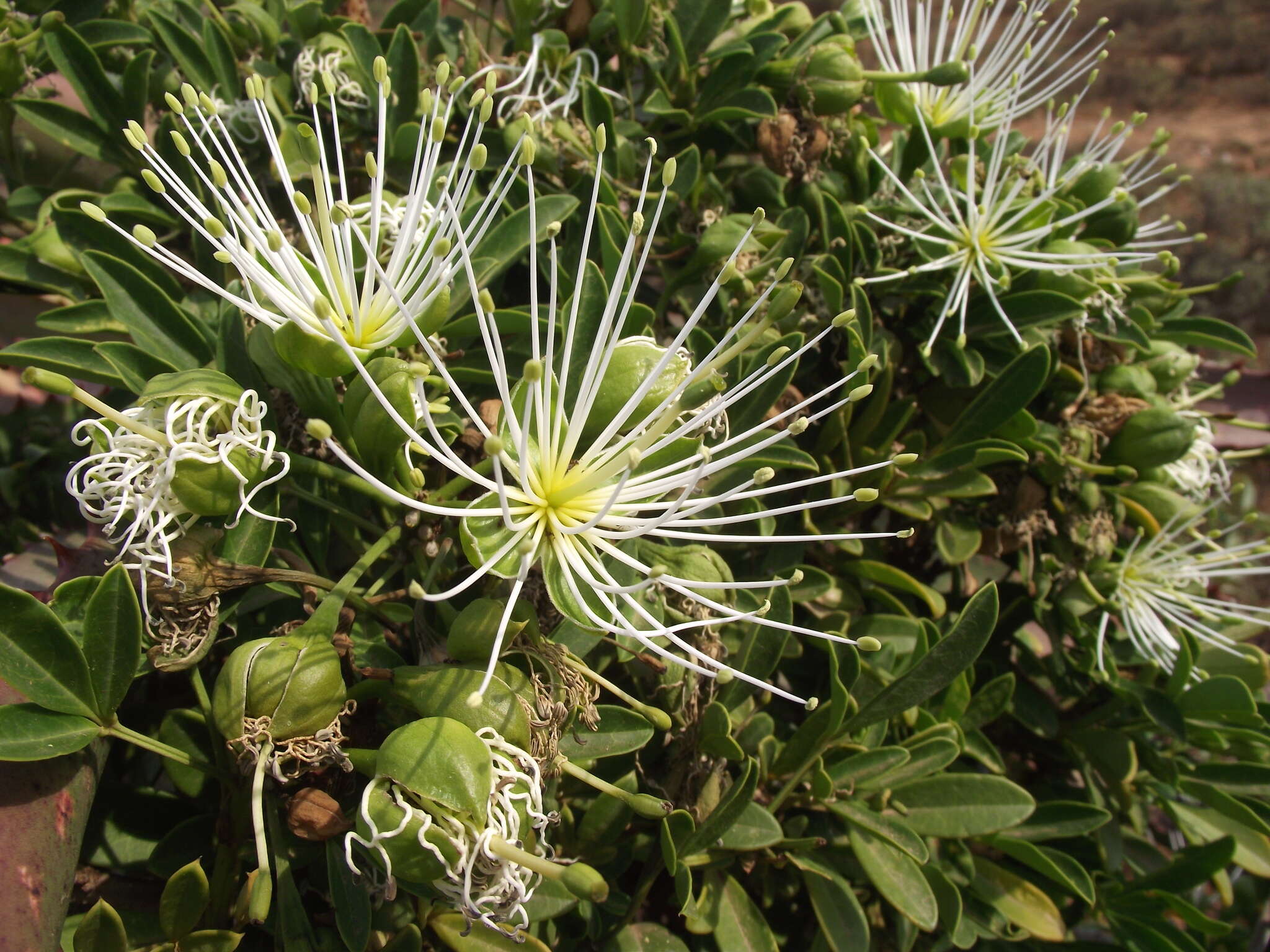 Image of Bush Maerua