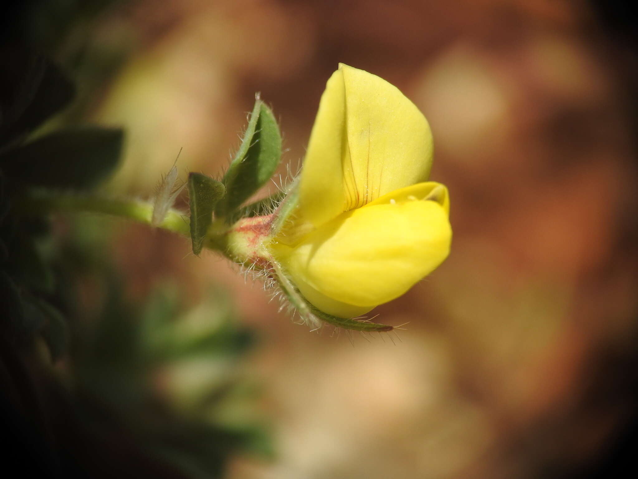 Image de Lotus edulis L.