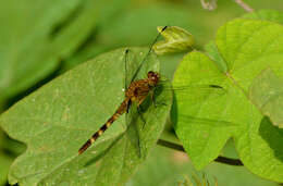 Image of Black Pondhawk