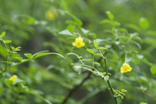 Image of Chrysojasminum humile (L.) Banfi