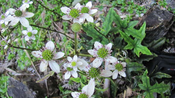 Image of Knowltonia hepaticifolia (Hook. fil.) Christenh. & Byng