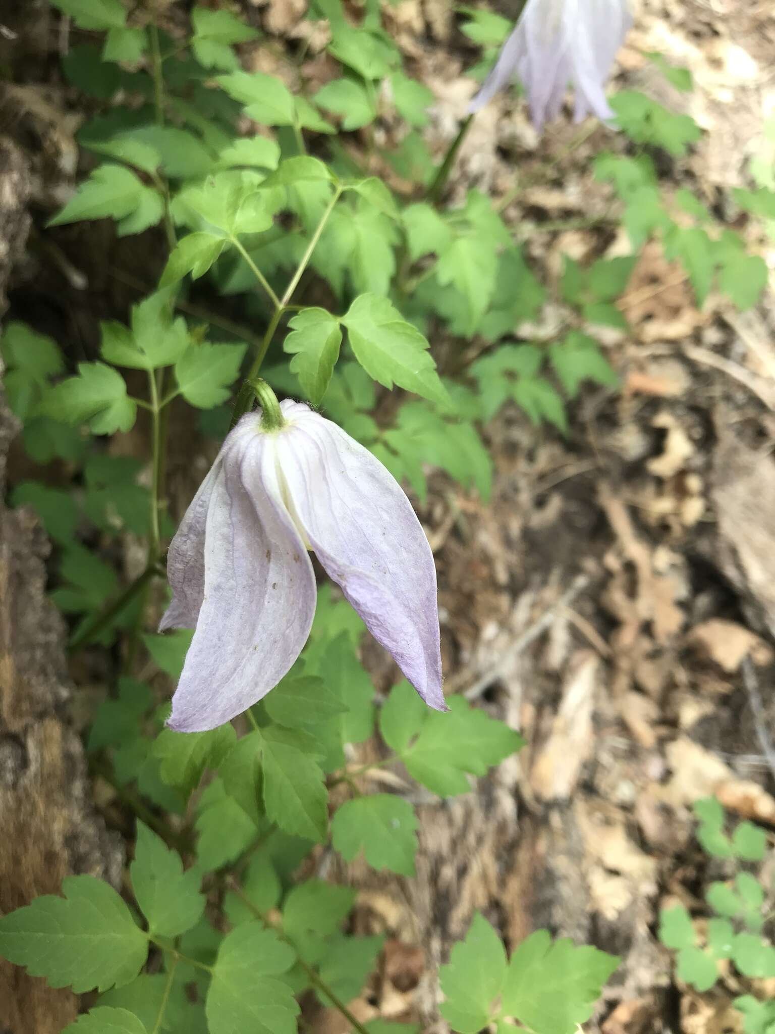 Sivun Clematis columbiana (Nutt.) Torr. & Gray kuva