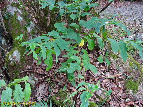 Image of Casearia glomerata Roxb.