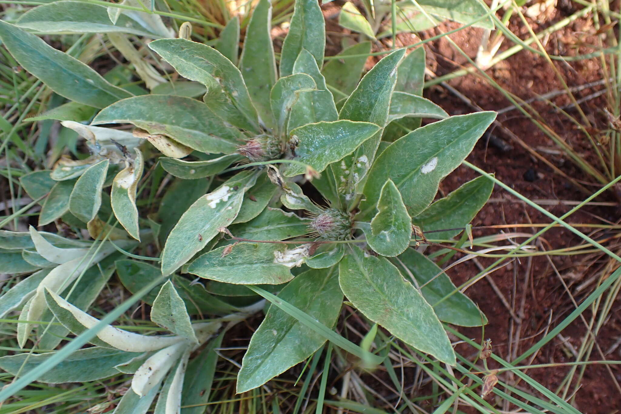 Image of Dicoma macrocephala DC.