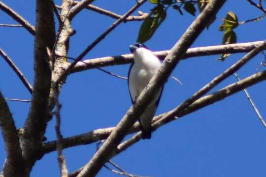 Leptopterus Bonaparte 1854的圖片