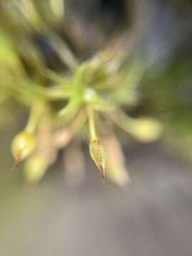 Image of Orthotrichum tasmanicum J. D. Hooker & Wilson 1848