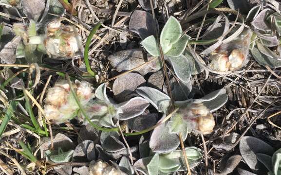 Imagem de Antennaria parvifolia Nutt.