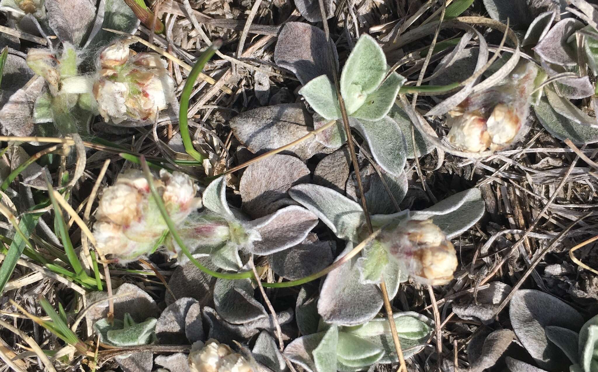 Imagem de Antennaria parvifolia Nutt.