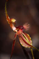 Caladenia plicata Fitzg.的圖片