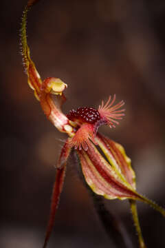 Caladenia plicata Fitzg.的圖片