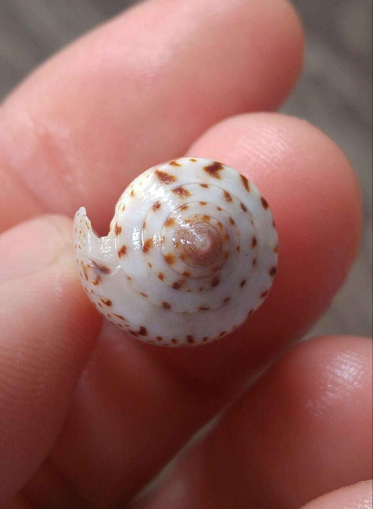 Image of Conasprella perplexa (G. B. Sowerby II 1857)