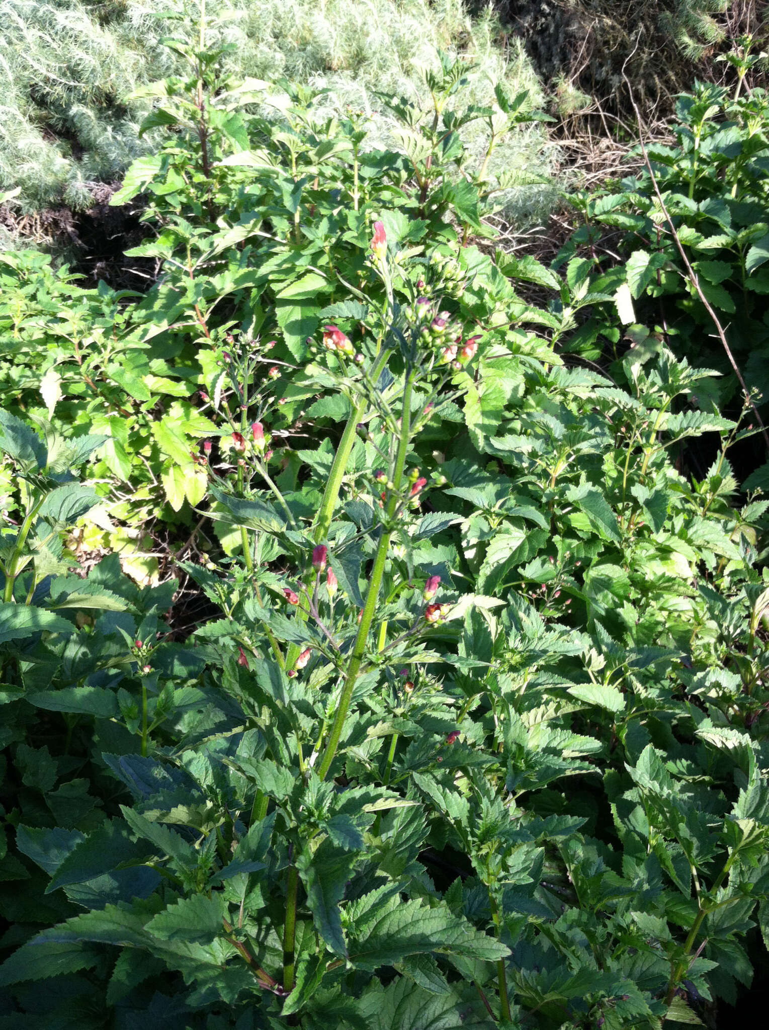 Image of California bee plant