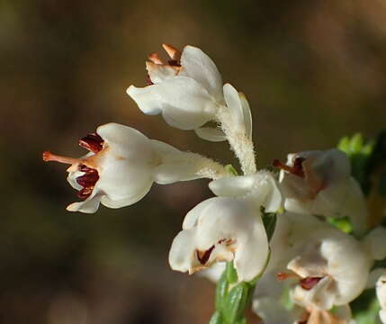 Image of Erica pseudocalycina Compton