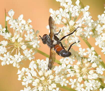 Plancia ëd Cylindromyia auriceps (Meigen 1838)