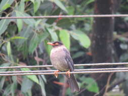 Image of Indian Blackbird