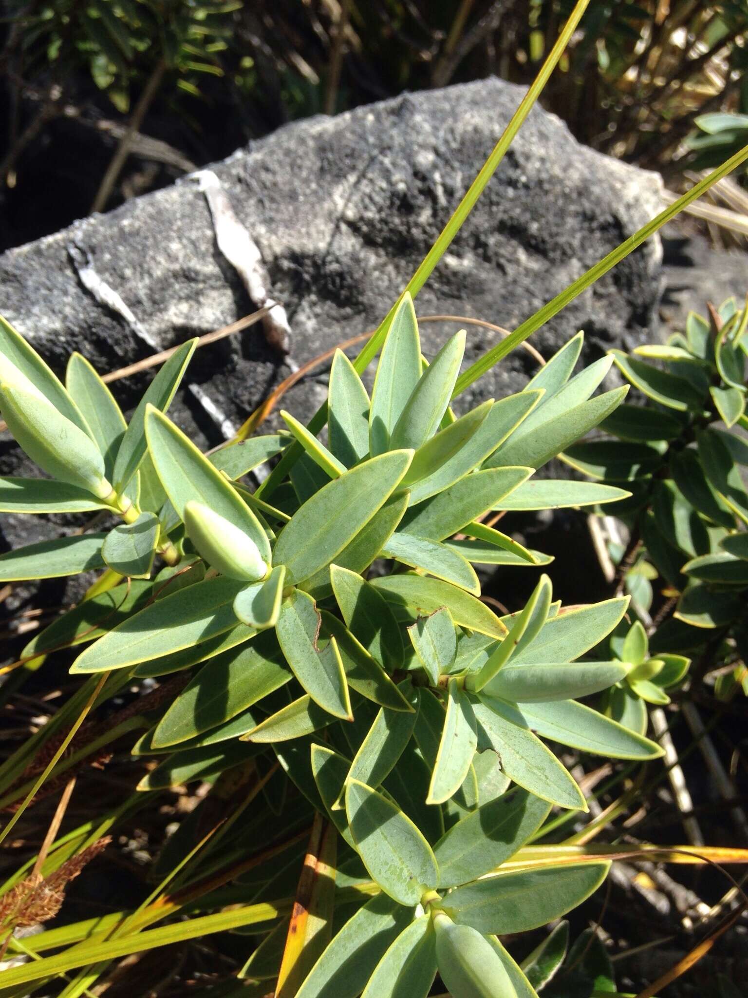 Image of Veronica albicans Petrie