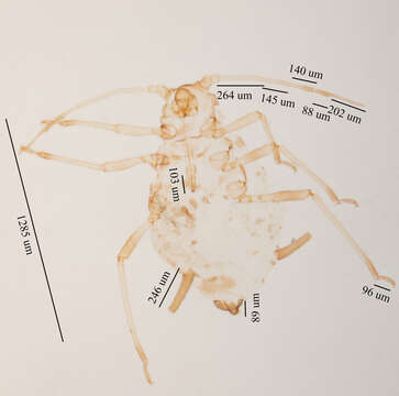 Image of Aphis (Aphis) ceanothi Clarke & W. T. 1903